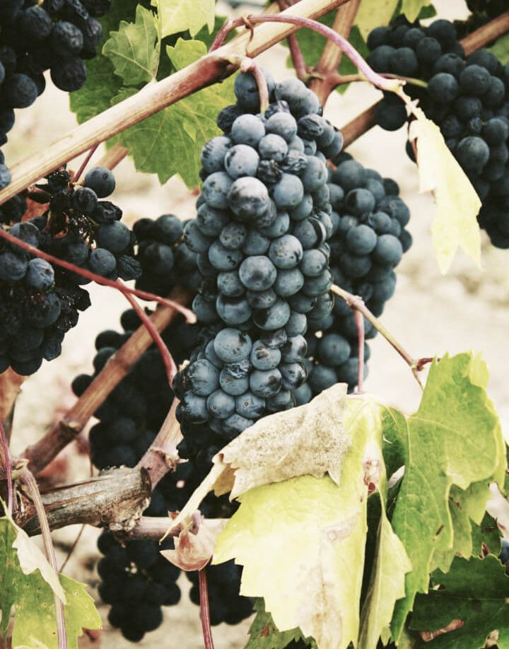 Welche sind die Speisen und Weine der Gardasee-Tradition?