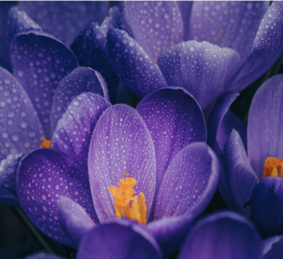 Fiore di croco viola