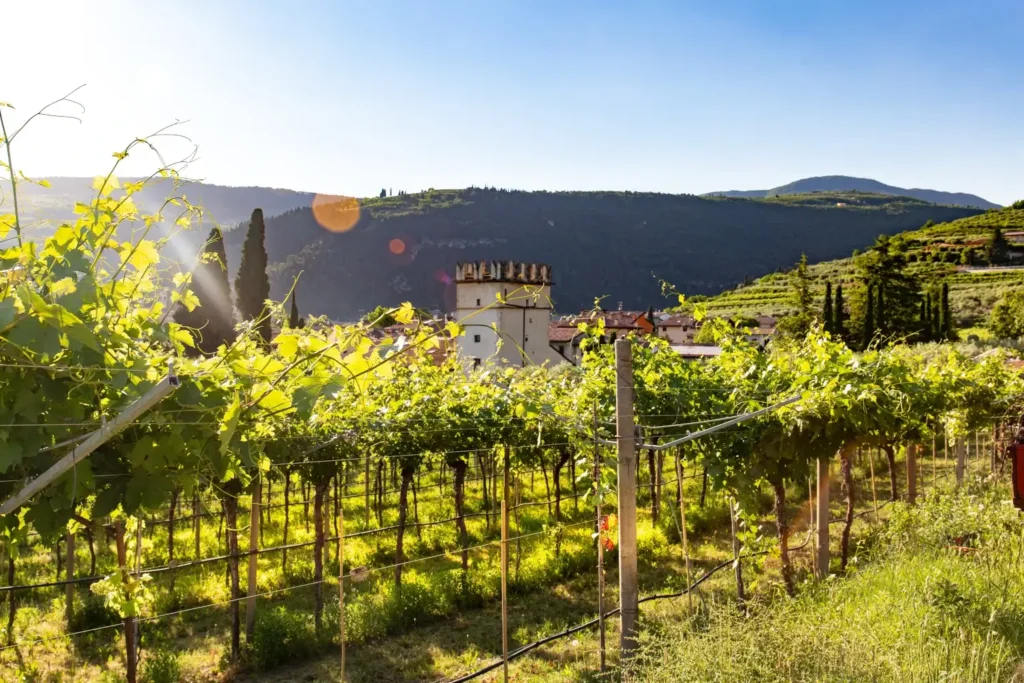 Wijnproeverij in Valpolicella vanuit Gardameer