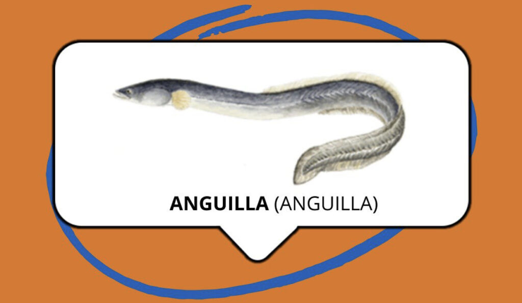 Lake Garda fish species - anquilla