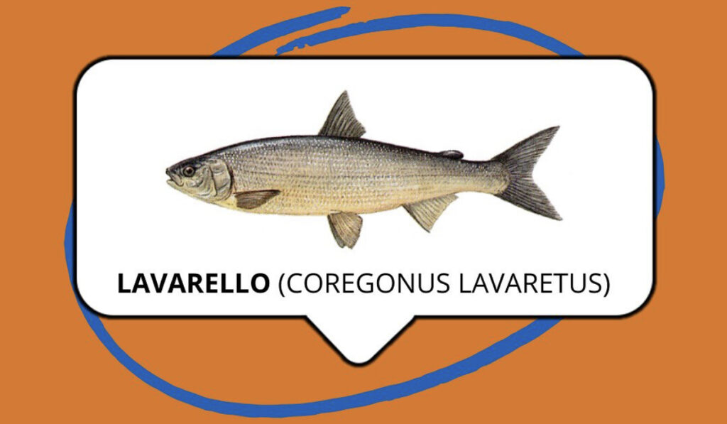 lake garda fish species - whitefish