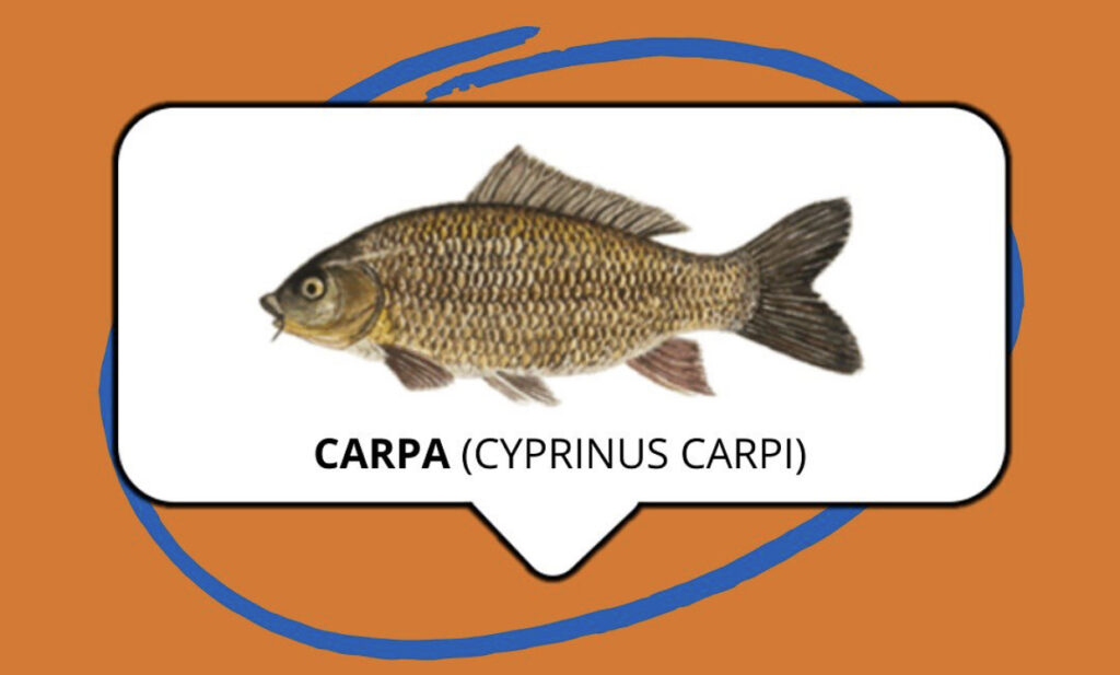 Pesci del Lago di Garda - carpa