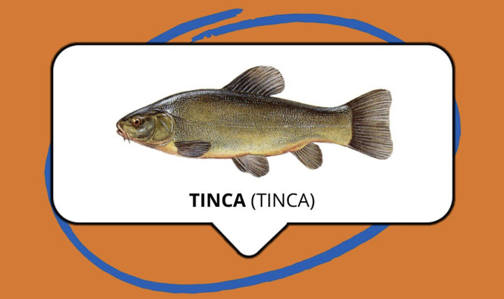 Lake Garda Fish species - tinca