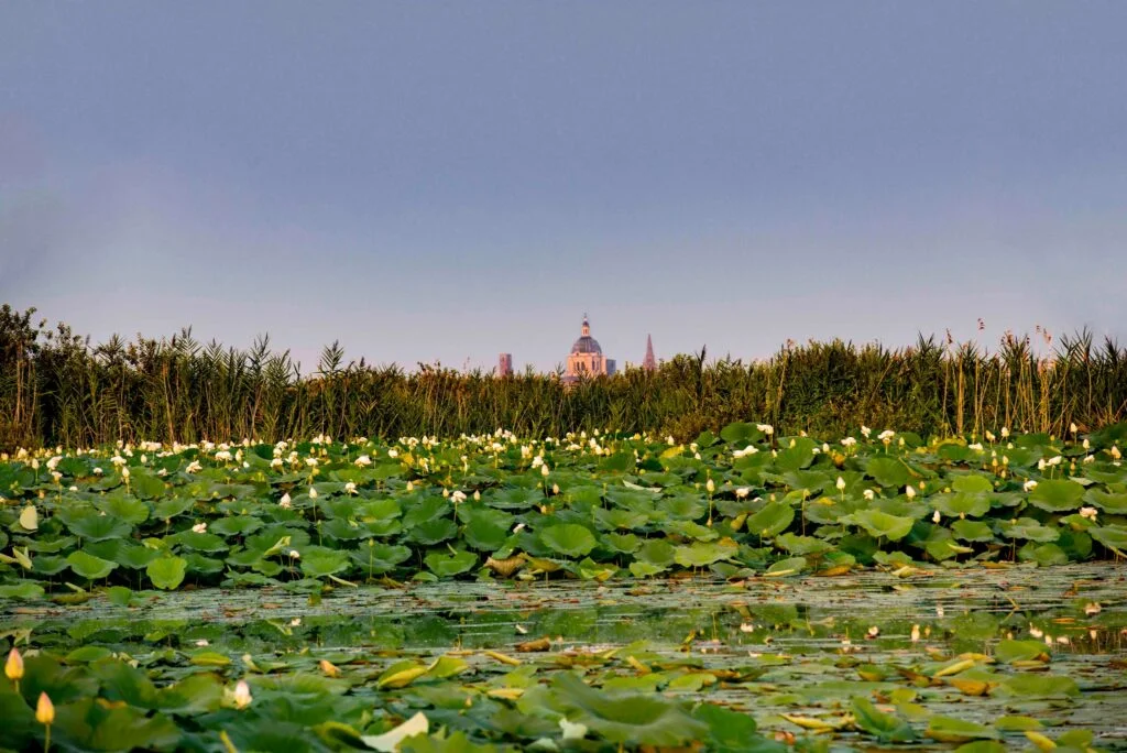 Lotus flowers on Lake Superiore